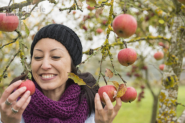 Frau hält Äpfel von einem Baum in einer Apfelplantage in den Händen