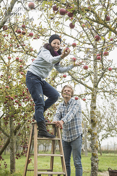 Frau  die Äpfel vom Baum pflückt  mit ihrem Freund  der die Trittleiter für sie sichert