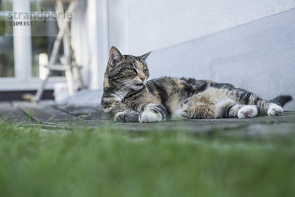 Schildpatt-Katze entspannt auf dem Bodenbrett  München  Bayern  Deutschland