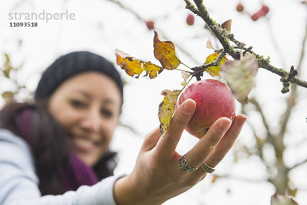 Nahaufnahme einer Frau  die einen Apfel von einem Baum in einer Apfelplantage pflückt