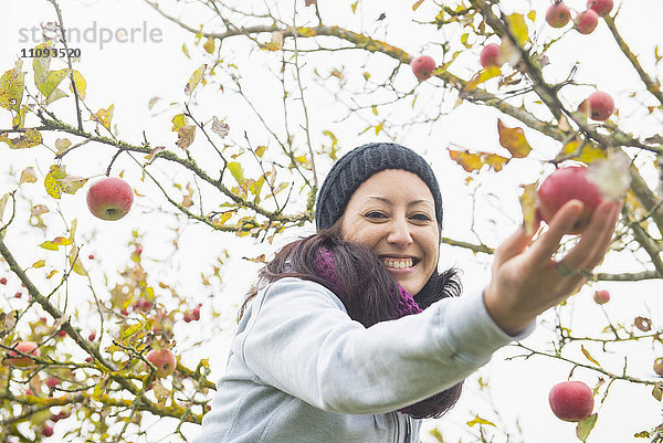 Nahaufnahme einer Frau  die in einer Apfelplantage einen Apfel vom Baum pflückt