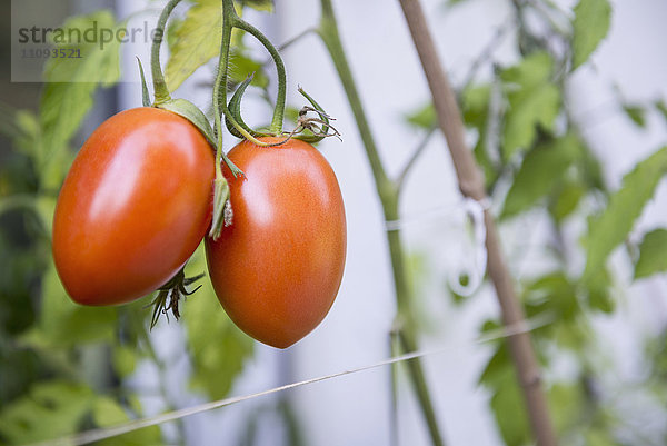 Rote Bio-Pflaumentomaten am Stock im Gemüsegarten  München  Bayern  Deutschland