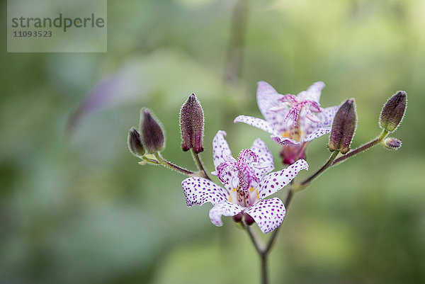 Nahaufnahme der Purpur-Krötenlilie (Tricyrtis formosana)  München  Bayern  Deutschland