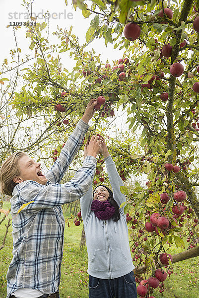 Frau und Mann lachen und pflücken leidenschaftlich Äpfel von einem Baum in einer Apfelplantage