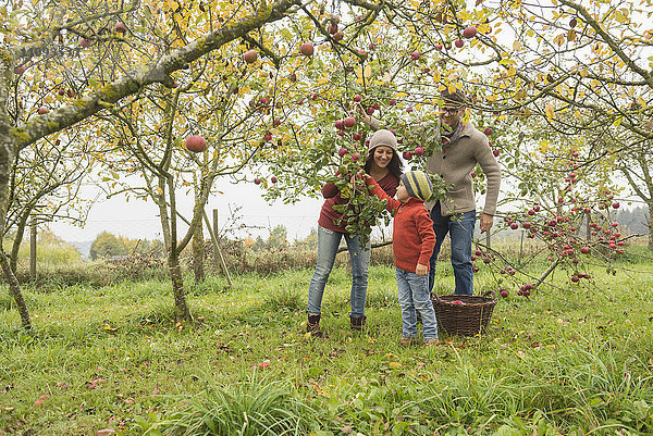 Familie pflückt Äpfel vom Apfelbaum in einer Apfelplantage