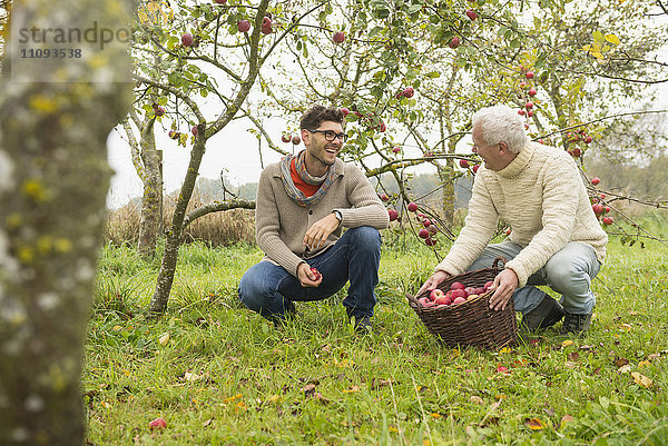 Vater und Sohn freuen sich über die Apfelernte in einer Apfelplantage