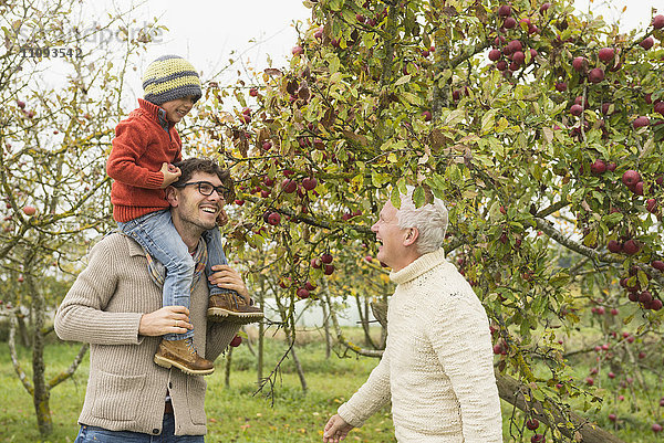 Vater  Sohn und Großvater pflücken Äpfel von einem Apfelbaum in einer Apfelplantage