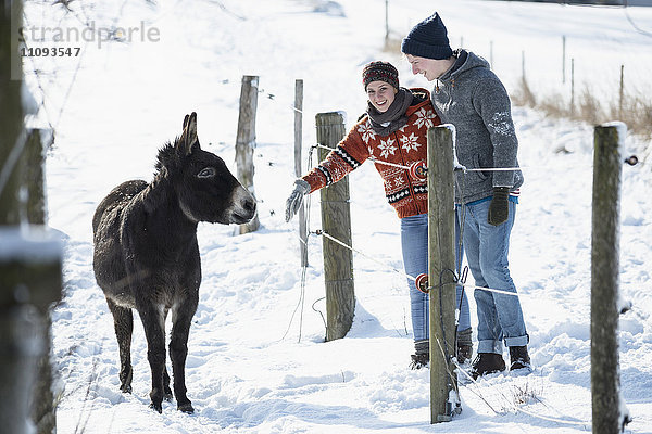 Junges Paar steht mit Esel in Scheune  Bayern  Deutschland