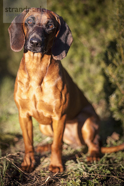 Bayerischer Gebirgshund sitzend im Garten