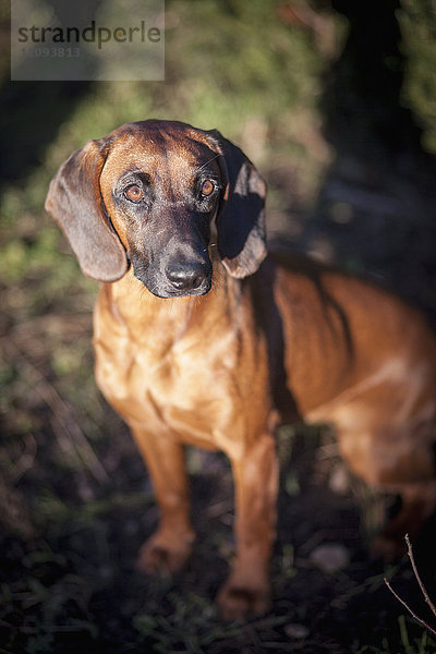 Bayerischer Gebirgshund sitzend im Garten