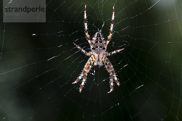 Nahaufnahme einer am Netz hängenden Gartenkreuzspinne  Araneus Diadematus  Bayern  Deutschland