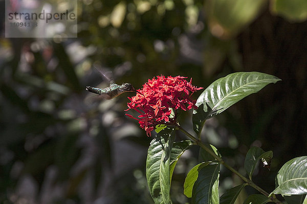 Breitschwanzkolibri auf roter Blüte schwebend  Samara  Costa Rica