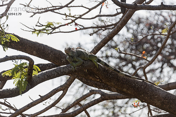 Leguan auf einem Ast  Samara  Costa Rica