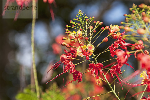 Nahaufnahme der Blume Stolz von Barbados   Costa Rica