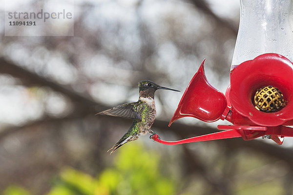 Breitschwanzkolibri auf einer roten Kunstblume  Samara  Costa Rica