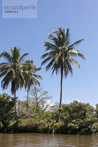 Palme am Fluss Tortuguero gegen den Himmel  Costa Rica