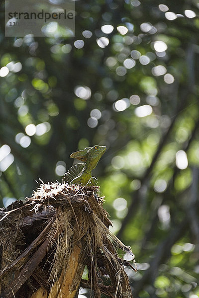 Gefiederte Basiliskeidechse im Nationalpark  Costa Rica