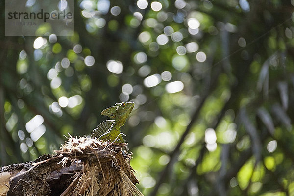 Gefiederte Basiliskeidechse im Nationalpark  Costa Rica