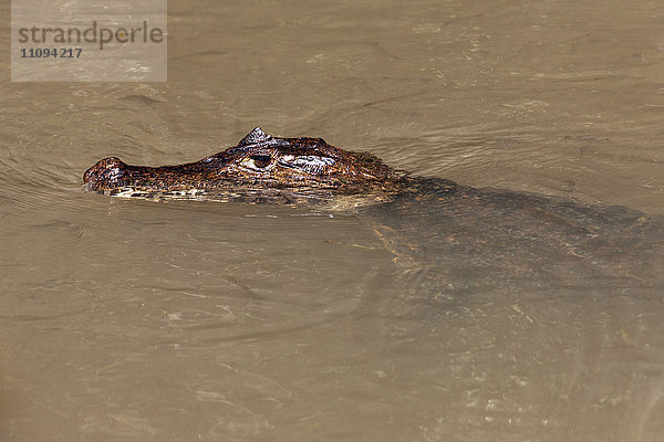 Im Wasser ruhender Kaiman  Costa Rica