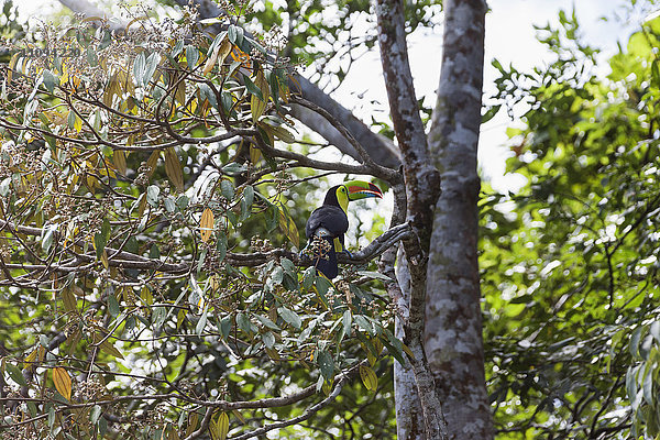 Tukan auf einem Ast im Nationalpark  Costa Rica