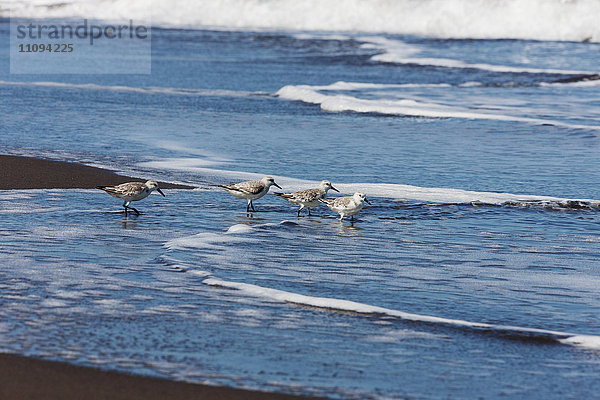 Flussuferläufer am Strand  Costa Rica