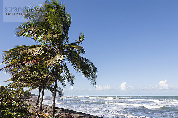 Palmen am Strand  Samara  Costa Rica