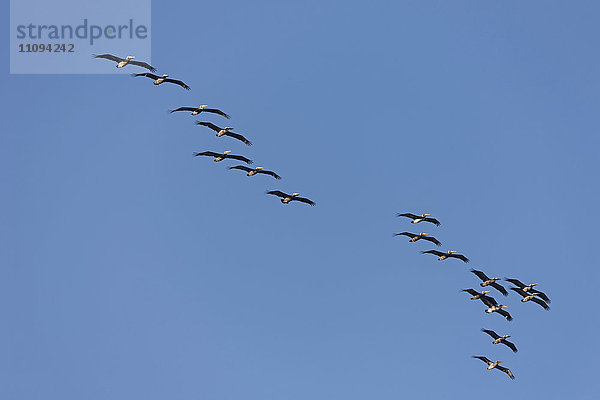 Niedriger Blickwinkel auf einen Schwarm Pelikane  die in den Himmel fliegen  Costa Rica