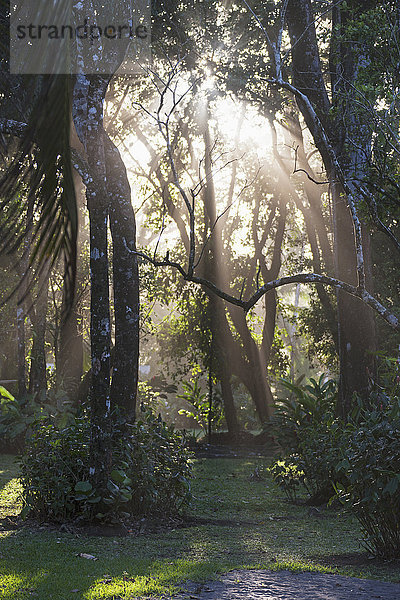 Sonnenlicht bricht durch Bäume im Wald  Costa Rica