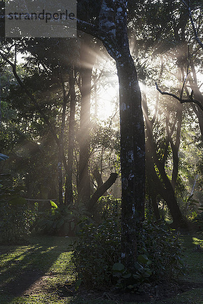 Sonnenlicht bricht durch Bäume im Wald  Costa Rica