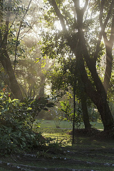 Sonnenlicht bricht durch Bäume im Wald  Costa Rica