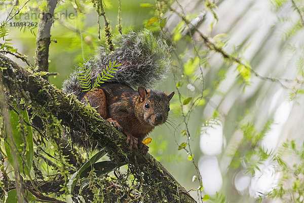 Rotflanken-Eichhörnchen auf einem Baum mit Blick in die Kamera  Samara  Costa Rica
