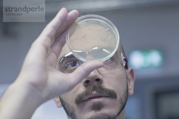 Wissenschaftlerin bei der Untersuchung von Mikroorganismen in einer Petrischale in einem Apothekenlabor