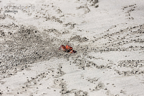 Geisterkrabbe am Strand  Samara  Costa Rica