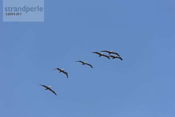 Niedriger Blickwinkel auf einen Schwarm Pelikane  die in den Himmel fliegen  Costa Rica