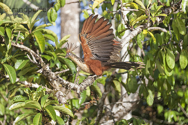 Hoatzin (Opisthocomus hoazin) auf einem Baumzweig sitzend  Orinoco-Delta  Venezuela