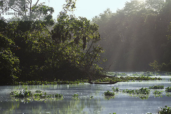 Sonnenlicht fällt auf den Fluss  Orinoco River  Orinoco Delta  Venezuela