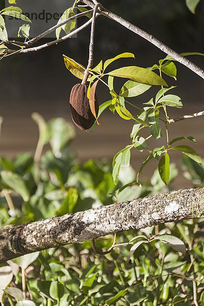 Im Baum hängende Kakaofrüchte  Orinoco-Delta  Venezuela