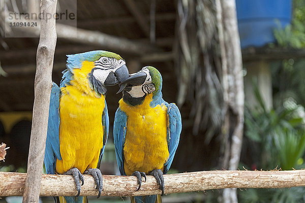 Zwei Gold- und Blauaras (Ara ararauna) bei der Paarung mit Liebeskuss  Orinoco-Delta  Venezuela