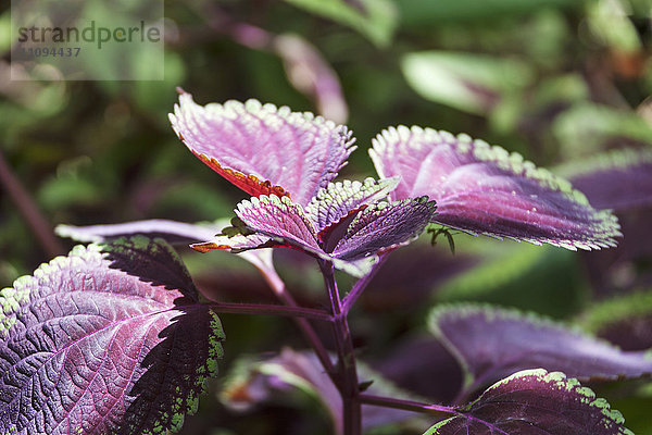 Nahaufnahme einer Coleus-Pflanze (Plectranthus scutellarioides)  Orinoco-Delta  Venezuela