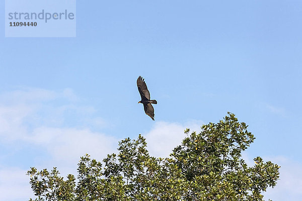 Truthahngeier (Cathartes aura) im Flug am Himmel  Orinoco-Delta  Venezuela