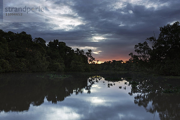 Regenwald am Flussufer  Orinoco-Fluss  Orinoco-Delta  Venezuela