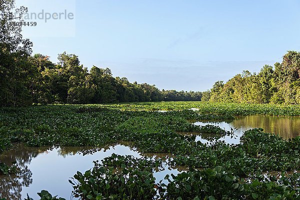 Wasserhyazinthe im Fluss  Orinoco-Delta  Venezuela