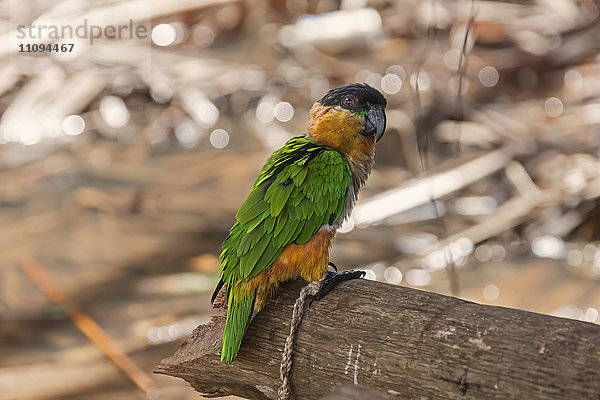 Schwarzkopfpapagei (Pionites melanocephalus) auf einem Baumstamm sitzend  Orinoco-Delta  Venezuela