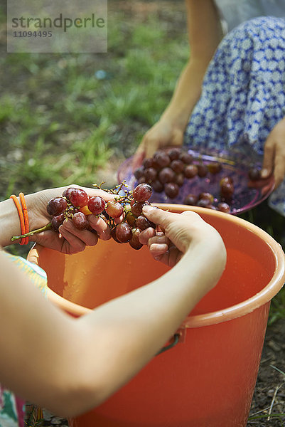 Gruppe von Freunden  die beim Picknick rote Trauben in einem Eimer mit Wasser waschen  München  Bayern  Deutschland