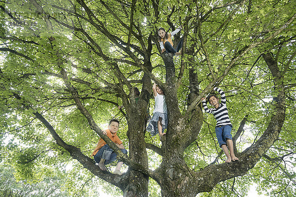 Kinder klettern auf Baum  München  Bayern  Deutschland