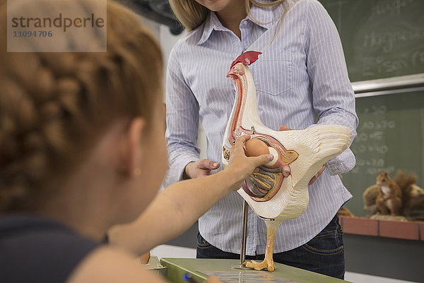 Eine Lehrerin erklärt einem Schüler im Biologieunterricht die Organe eines anatomischen Modells  Fürstenfeldbruck  Bayern  Deutschland