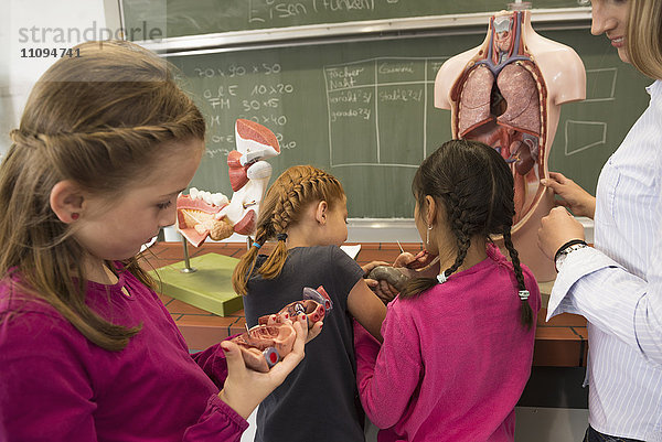 Biologielehrer unterrichtet Schüler im Klassenzimmer über die inneren Organe des Menschen  Fürstenfeldbruck  Bayern  Deutschland