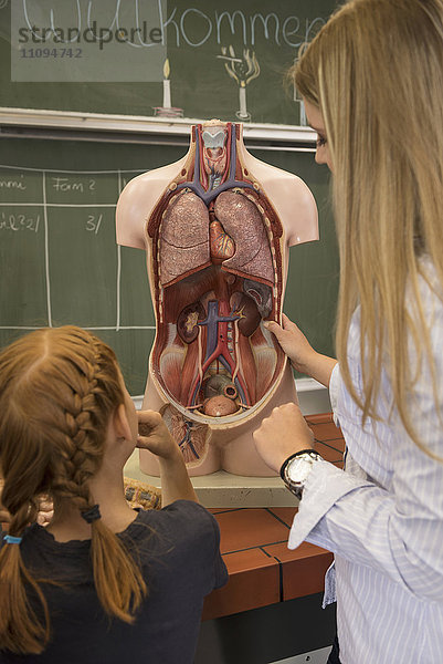 Biologielehrer unterrichtet Schüler im Klassenzimmer über die inneren Organe des Menschen  Fürstenfeldbruck  Bayern  Deutschland