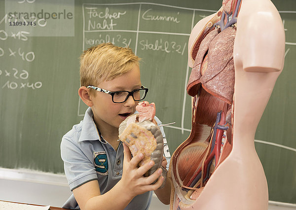 Schüler im Klassenzimmer beim Erforschen eines menschlichen anatomischen Modells  Fürstenfeldbruck  Bayern  Deutschland