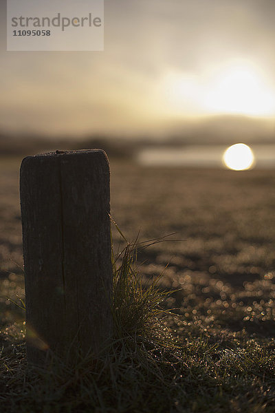 Tautropfen auf Gras und Holzpfosten bei Sonnenaufgang  Renesse  Schouwen-Duiveland  Zeeland  Niederlande